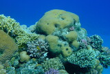 Undersea coral reef view, Red Sea, Egypt, Sharm El Sheikh, Montazah Bay
