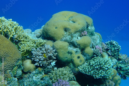 Fototapeta Naklejka Na Ścianę i Meble -  Undersea coral reef view, Red Sea, Egypt, Sharm El Sheikh, Montazah Bay
