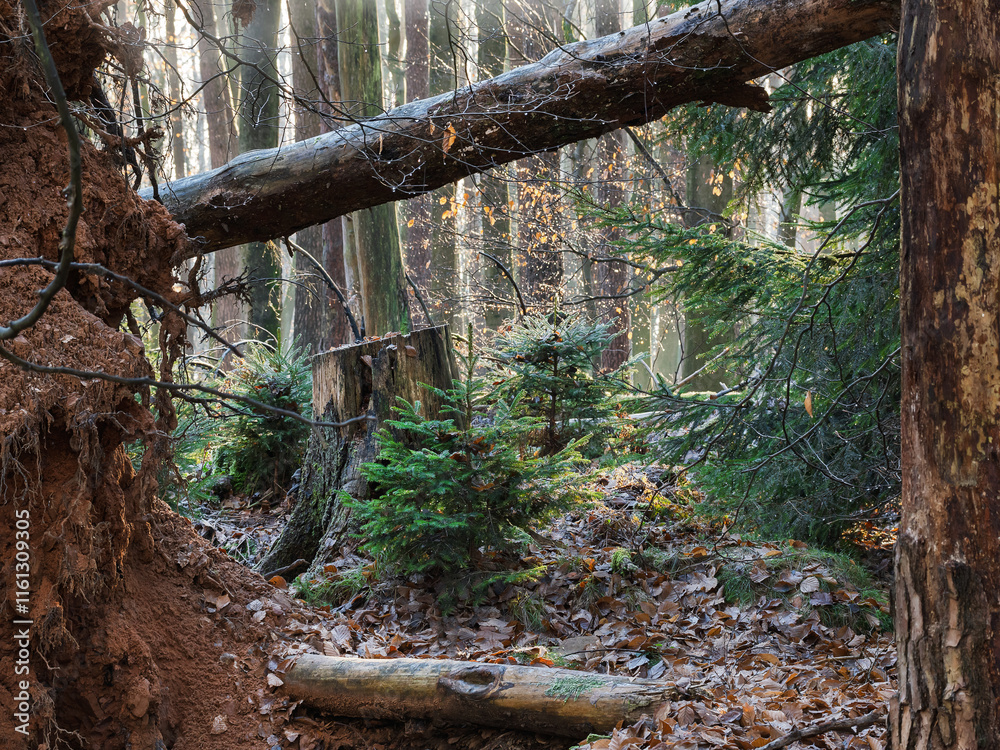 Der Wald erneuert sich selbst, junge kleine Fichten wachsen