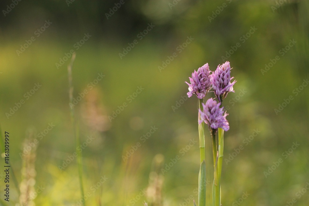 fiori di orchidea selvatica in primavera fiori di orchidea selvatica in primavera