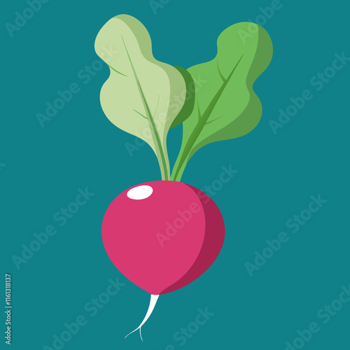 radish vector design