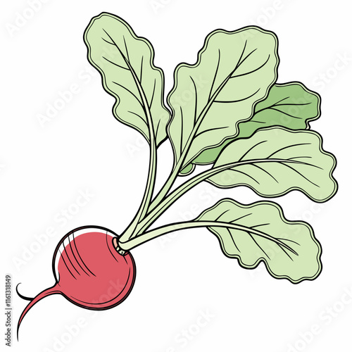 radish vector design