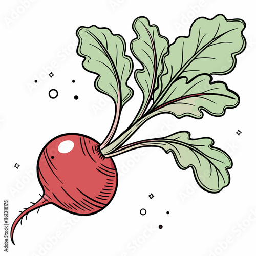 radish vectors deign