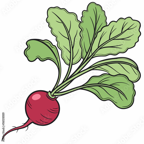 radish isolated on white