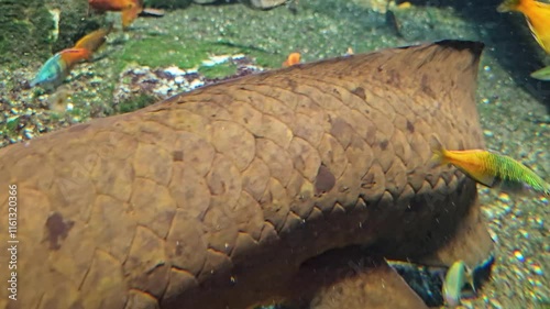 close up view of a Queensland lungfish resting underwater., with other fish swimming around it photo