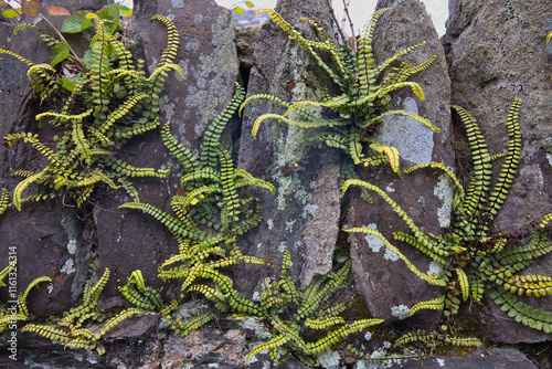 This Asplenium trichomanes grows on a wall in the town of St Davids in Wales. photo