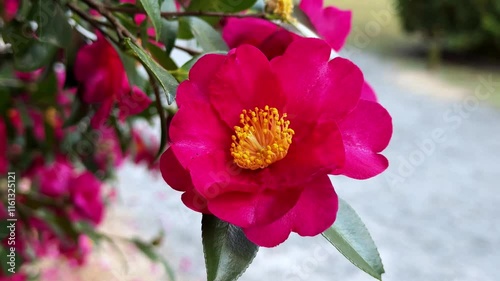 A vibrant pink flower with yellow center in Hama Rikyu Gardens during daylight outdoors photo