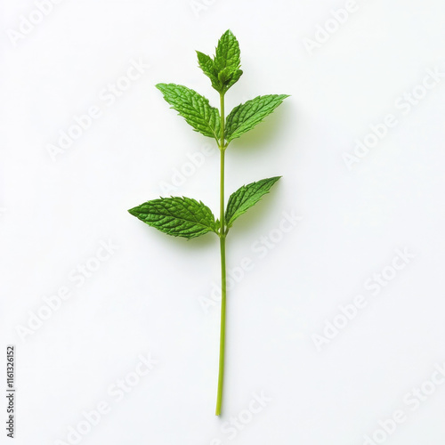 Peppermint Isolated
