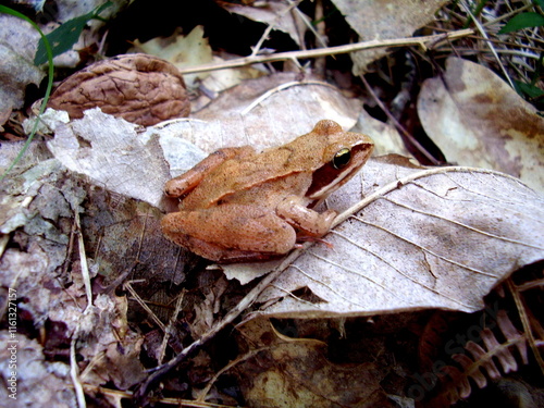 European Common Brown Frog (Rana temporaria) sitting on a leaf next to a walnut giving an idea of size.
 photo