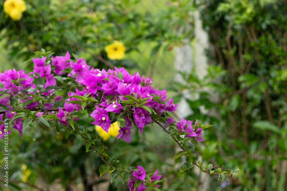 Obraz premium buganvília pink flowers branch