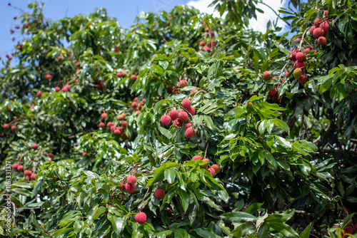 lychee tree
