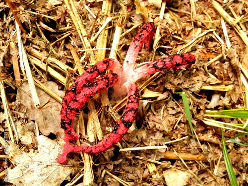 Clathrus archeri also known as Octopus Stinkhorn and Devils Fingers because of the tentacle type appendages
 photo