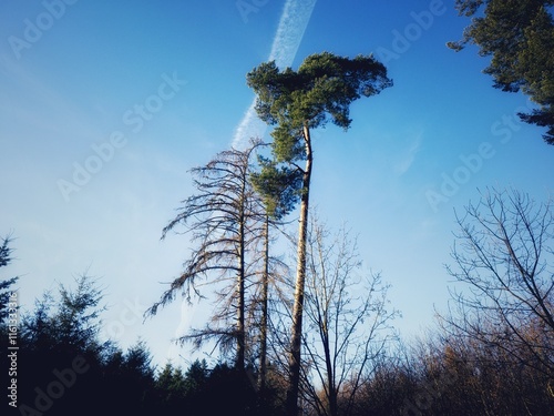 Eine grazil anmutende freistehende Kiefer und weitere freistehende Bäume an einem sonnigen Tag im Winter mit blauem Himmel photo