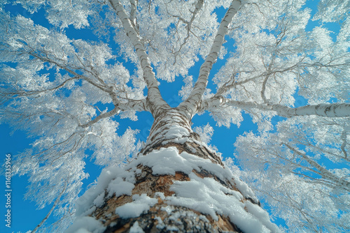 Birch Tree In Winter