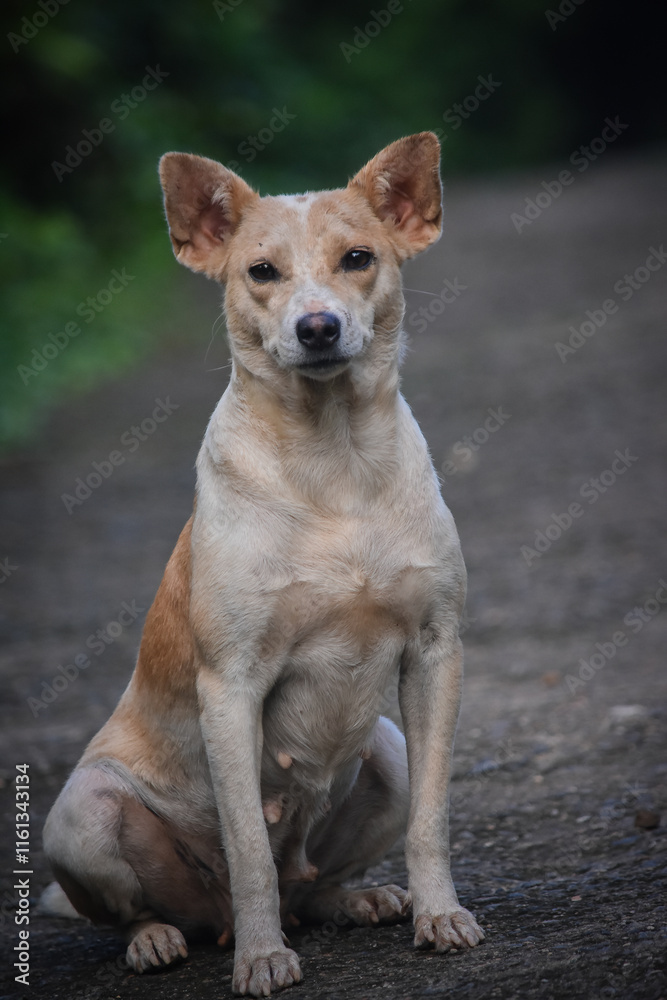 portrait of a dog portrait of a dog
