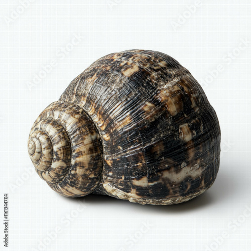 Snail Shell Isolated
