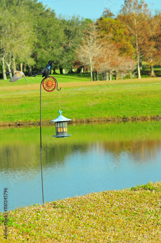 Front view, far distance of, a Black bird, standing on bird feeder support, squawking about other birds closing and a Dove flying away photo