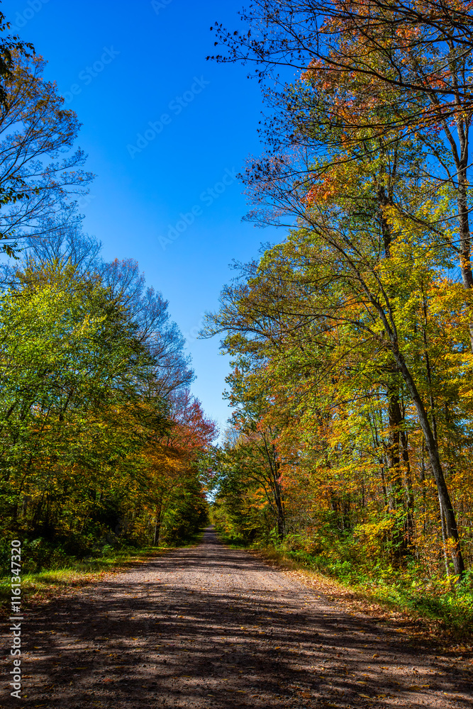 Fototapeta premium Colorful Wisconsin forest on a gravel road with blue sky in early October