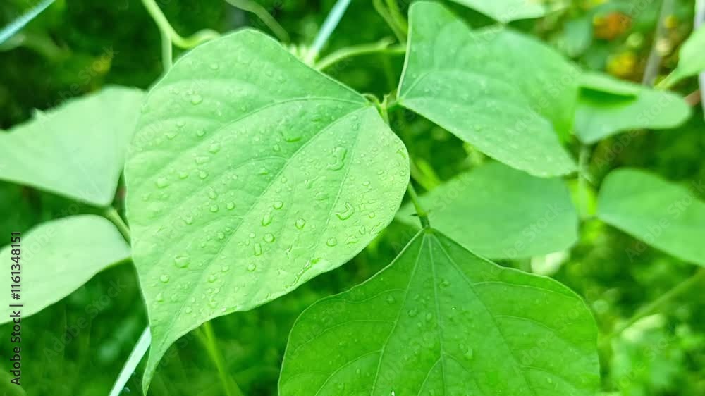 A green leaf of bean tree in my garden A green leaf of bean tree in my garden