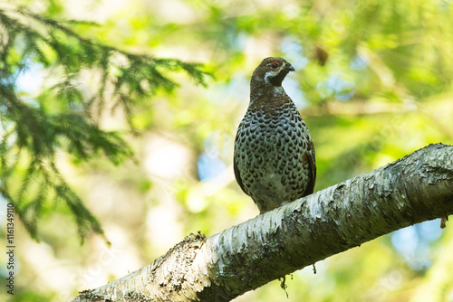 Alert male Hazel grouse perched in the canopy during a spring morning in a boreal forest in Estonia, Northern Europe