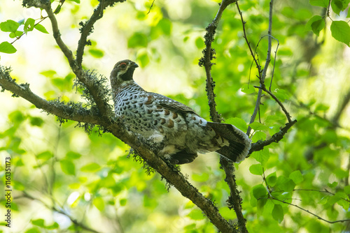 Alert male Hazel grouse perched in the canopy during a spring morning in a boreal forest in Estonia, Northern Europe