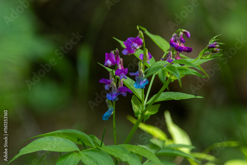 Beautiful Spring vetchling flowers in a lush boreal forest during a late spring day in Estonia, Northern Europe photo