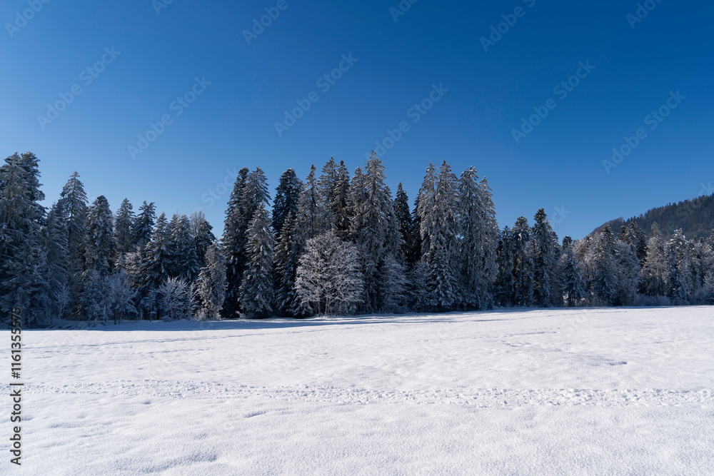 frozen trees in the mountains in snow covered landscape with crystal blue sky frozen trees in the mountains in snow covered landscape with crystal blue sky