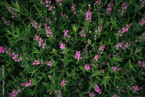 Wallpaper Mural Close-up of vibrant pink flowers growing in a wild meadow, with green foliage surrounding them. Torontodigital.ca