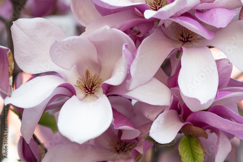 Close-up of Magnolia Flowers