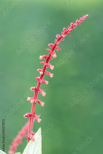 Close up of sabra spike sage (salvia confertiflora) in bloom photo