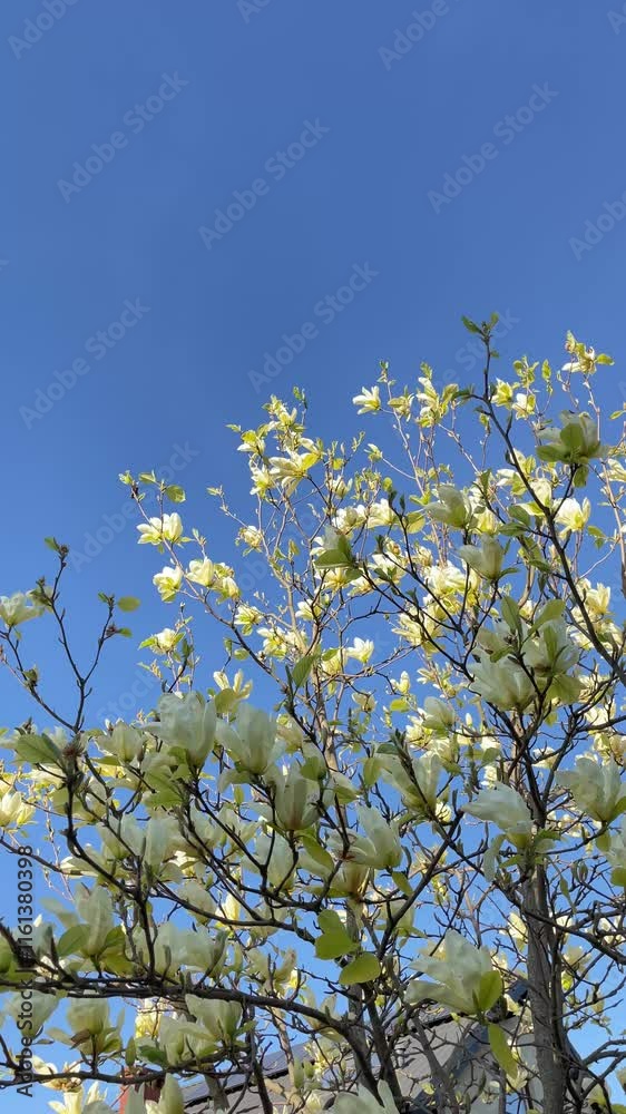 Golden Magnolia Blooms Against a Crisp Blue Sky – A Serene Spring View Golden Magnolia Blooms Against a Crisp Blue Sky – A Serene Spring View