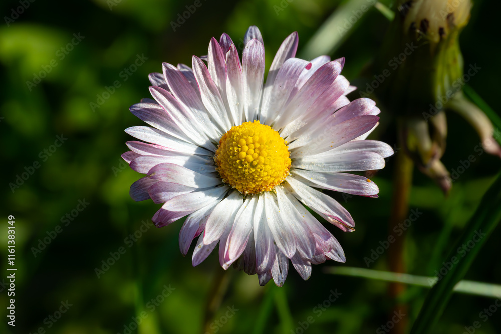 Natural daisy against the background of summer grass Natural daisy against the background of summer grass