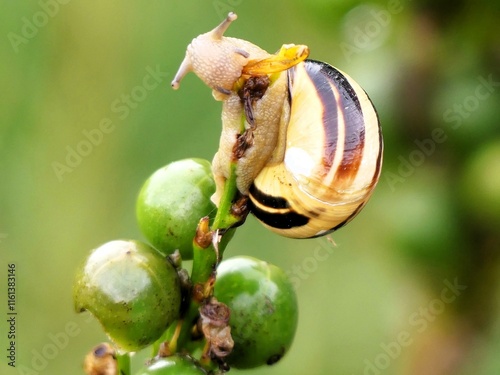 Schnecke mit Haus, Pflanze, fressend