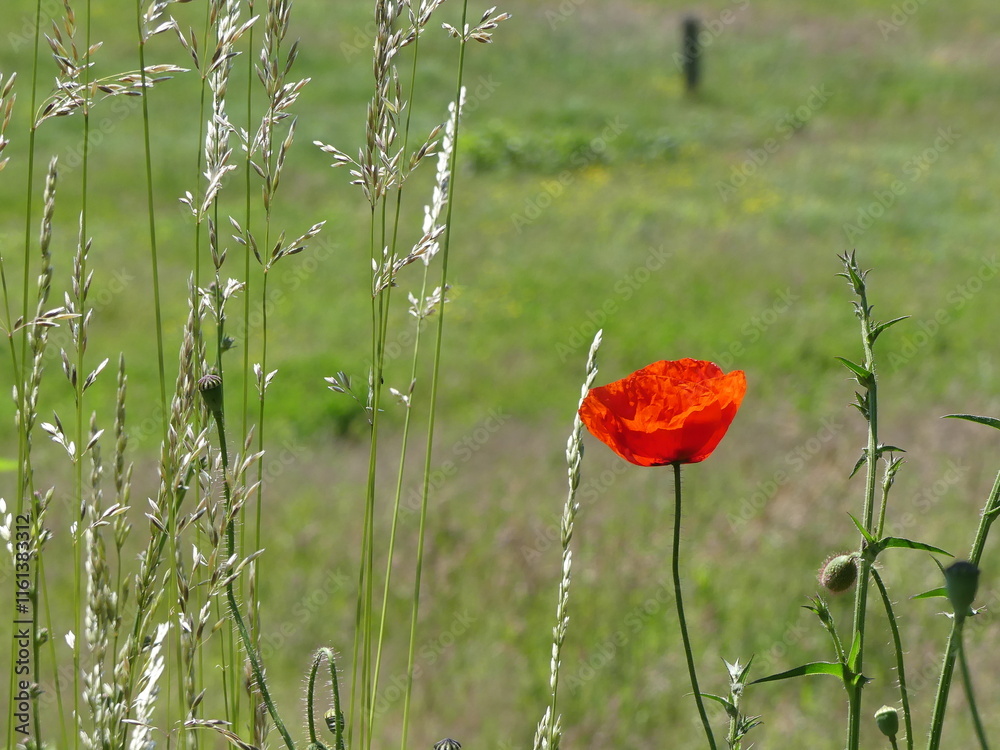 Obraz premium Mohnblume, Wiese, Feld, Gräser