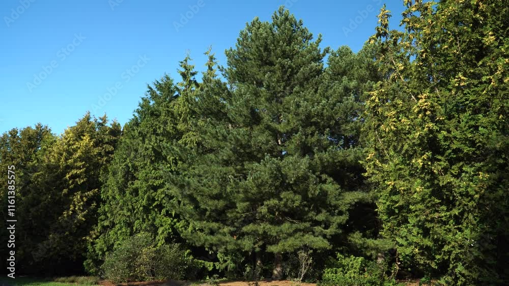 Pinus peuce Griseb. is seen growing in a botanical garden, surrounded by various other coniferous trees. This scene captures the natural habitat and growth patterns of these resilient trees.
