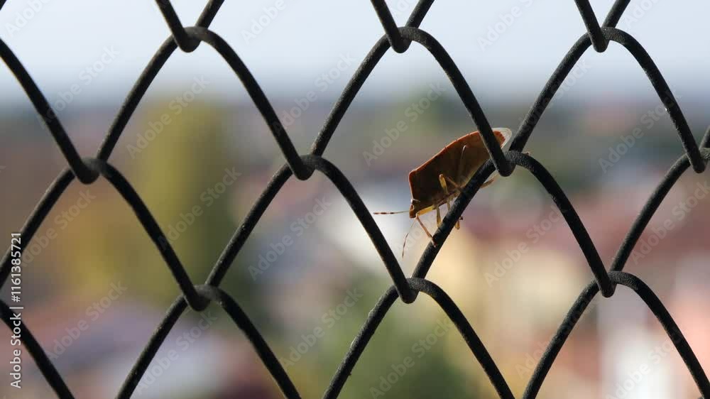 A stink bug walking on a fence in the Veneto region of Italy