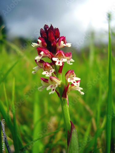 Close up of a Burnt Orchid aka Neotinea ustulata in a meadow setting
 photo