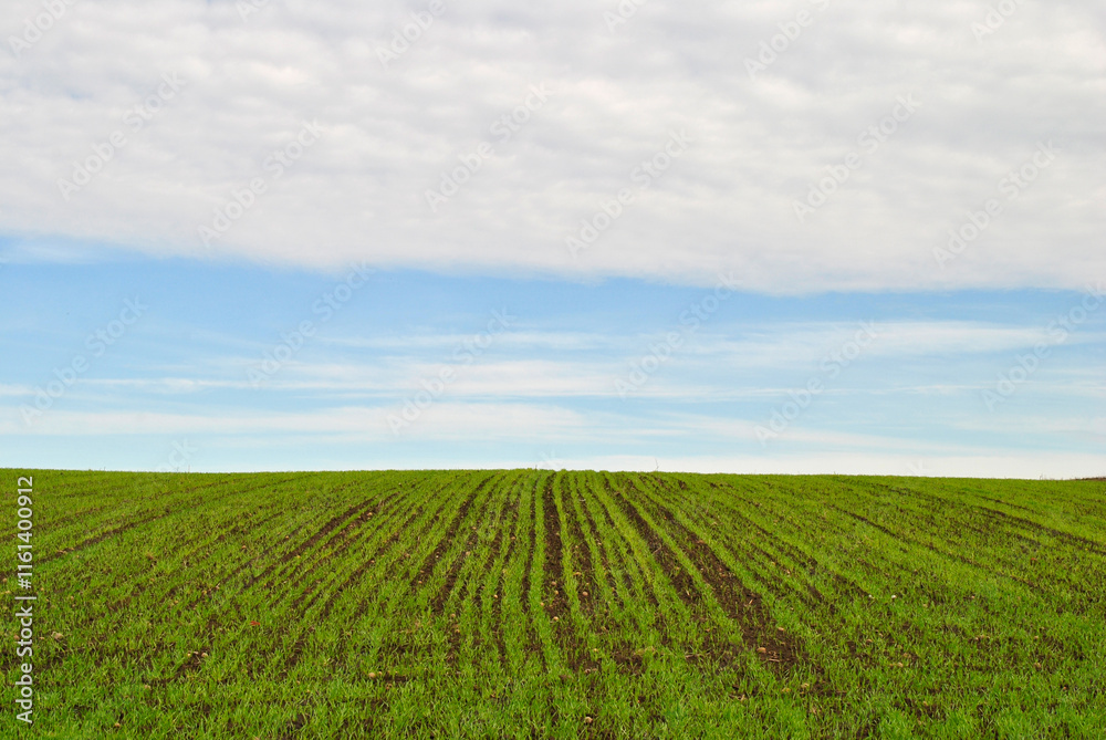 field and blue sky field and blue sky