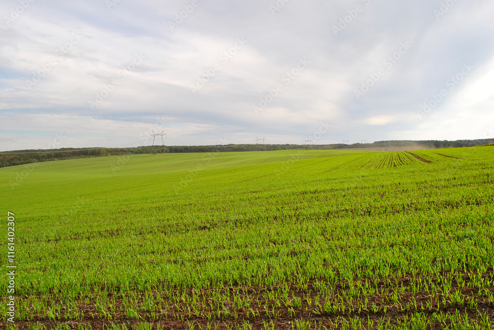 green wheat field