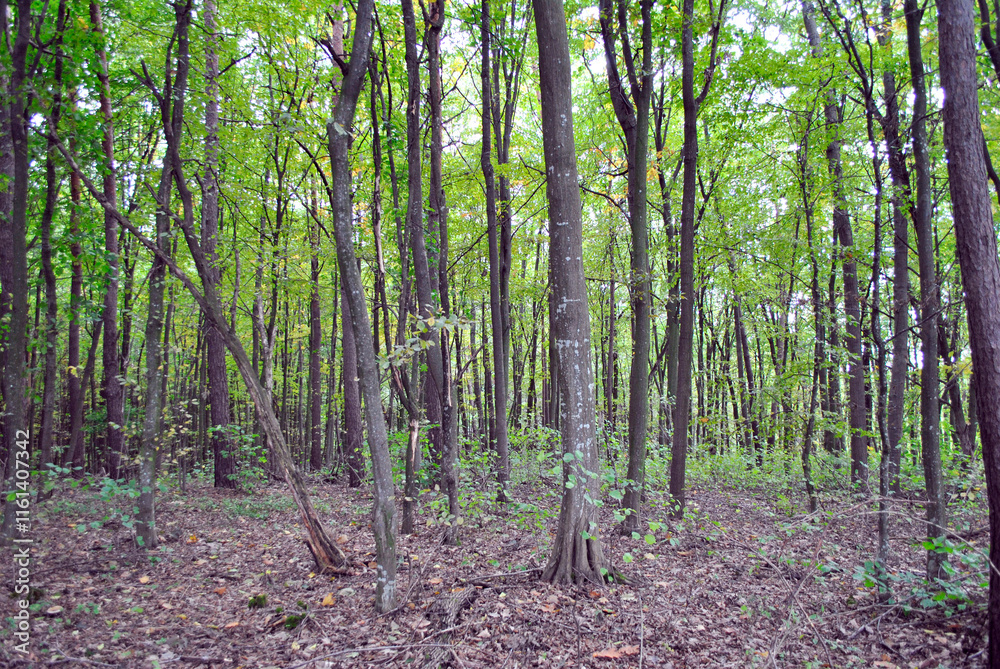 forest in the morning forest in the morning