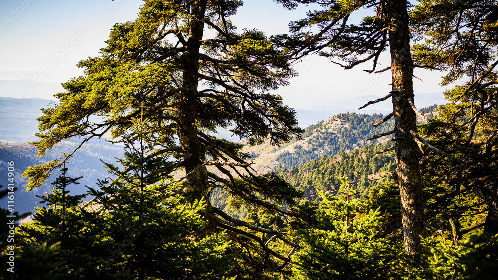 Obraz premium Nature