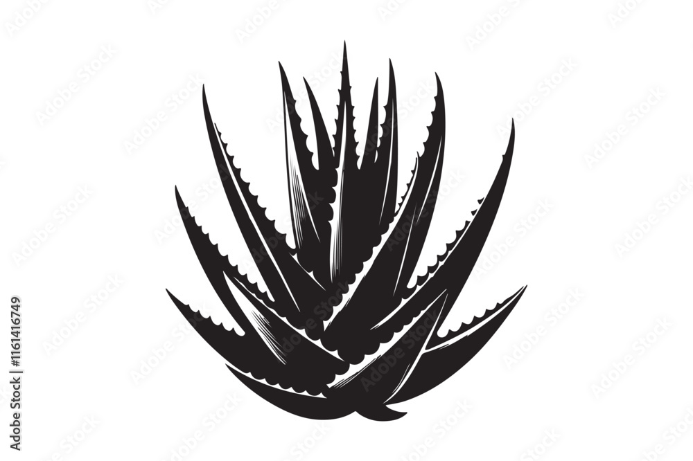Alovera vector silhouette Alovera vector silhouette