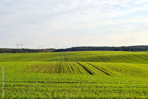 Obraz na płótnie field of wheat w salonie