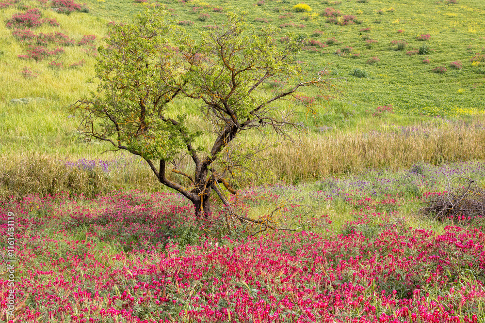Landscape with a clover field, Sicily, Italy Landscape with a clover field, Sicily, Italy
