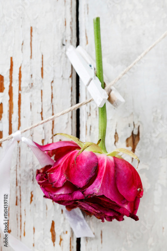 Obraz na płótnie Woman shows how to make a simple Valentine's Day decoration with semi-dry roses, string and clothes pegs. Step by step, tutorial. w salonie