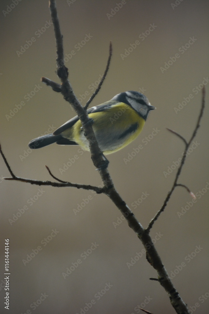 Obraz premium cinciarella,