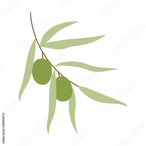 A leafy olive tree branch with two olives hanging from it. The branch is green and the olives are small