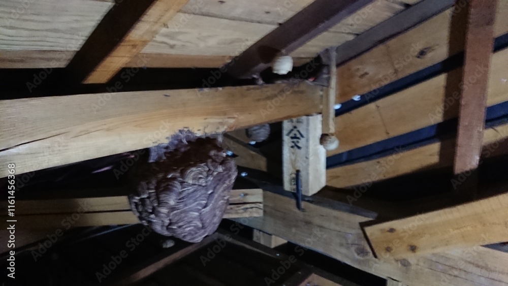 1851)Request for removal of Japanese yellow hornet nest from the deep in the attic on the second floor(Photo taken at 17:14 on august 2, 2017) 1851)Request for removal of Japanese yellow hornet nest from the deep in the attic on the second floor(Photo taken at 17:14 on august 2, 2017)