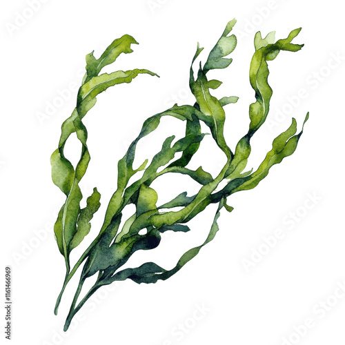 Seaweed watercolor illustration featuring marine plant life. .png transparent background