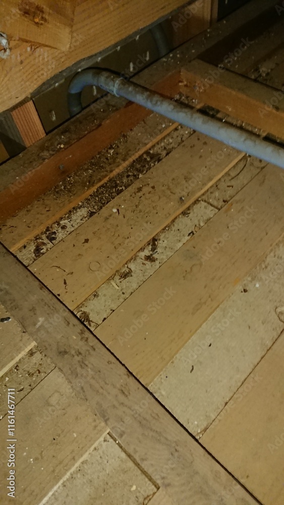 1856)Removed and recovered several japanese yellow hornet nests from the deep in the attic on the second floor(Photo taken at 17:17 on august 2, 2017) 1856)Removed and recovered several japanese yellow hornet nests from the deep in the attic on the second floor(Photo taken at 17:17 on august 2, 2017)